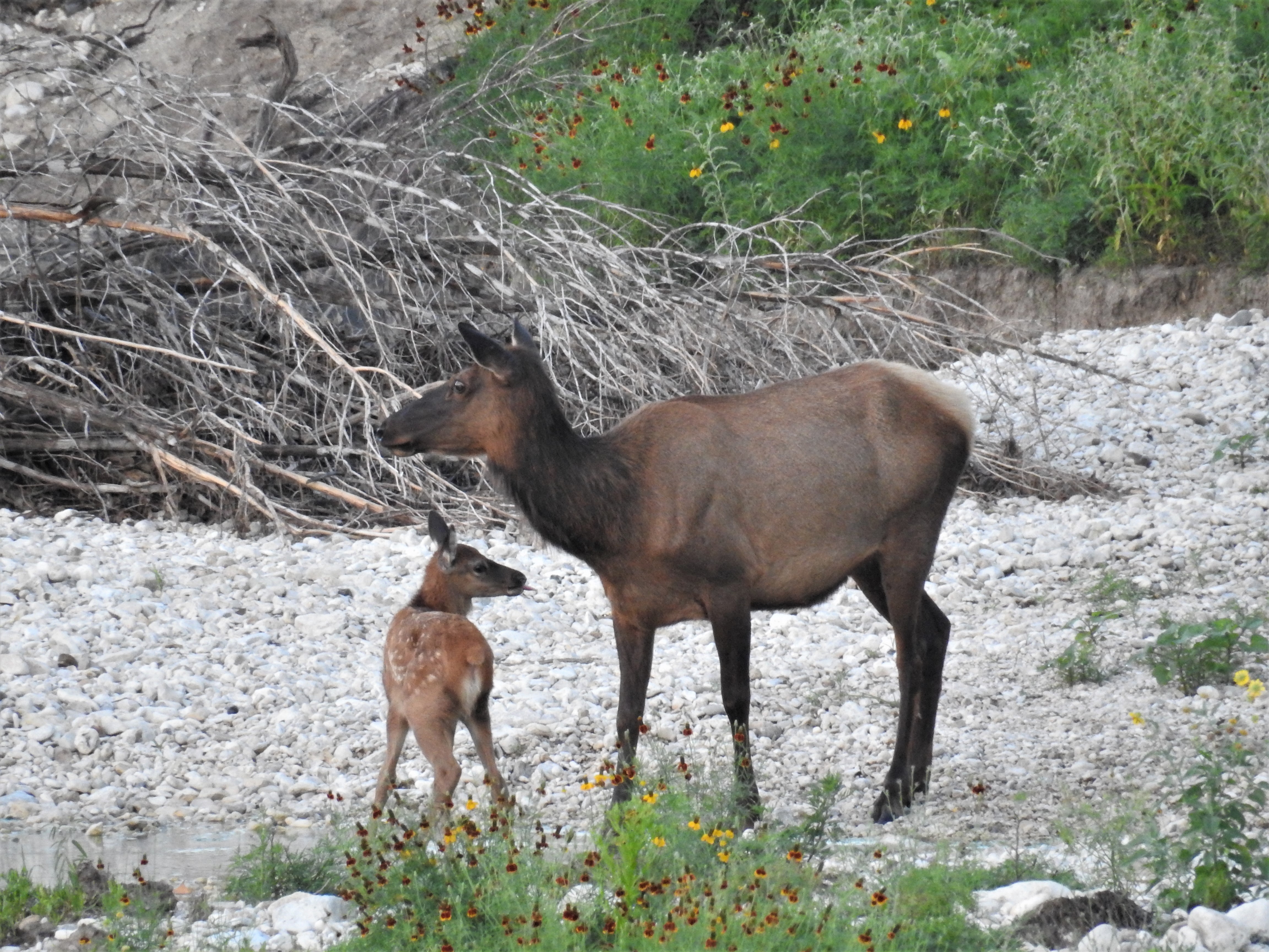 Cow Elk and Calf 2019